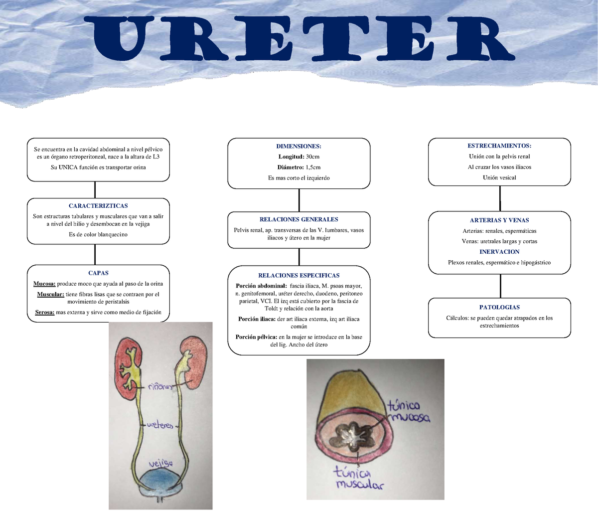 Ureter Mapa Conceptual Ureter Se Encuentra En La Cavidad Abdominal A Nivel Pélvico Es Un 9383