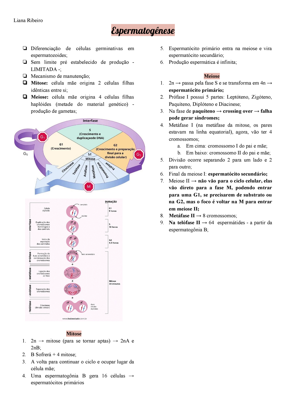 Espermatogênese Resumo Liana Ribeiro Espermatogênese Diferenciação De Células Germinativas 2993