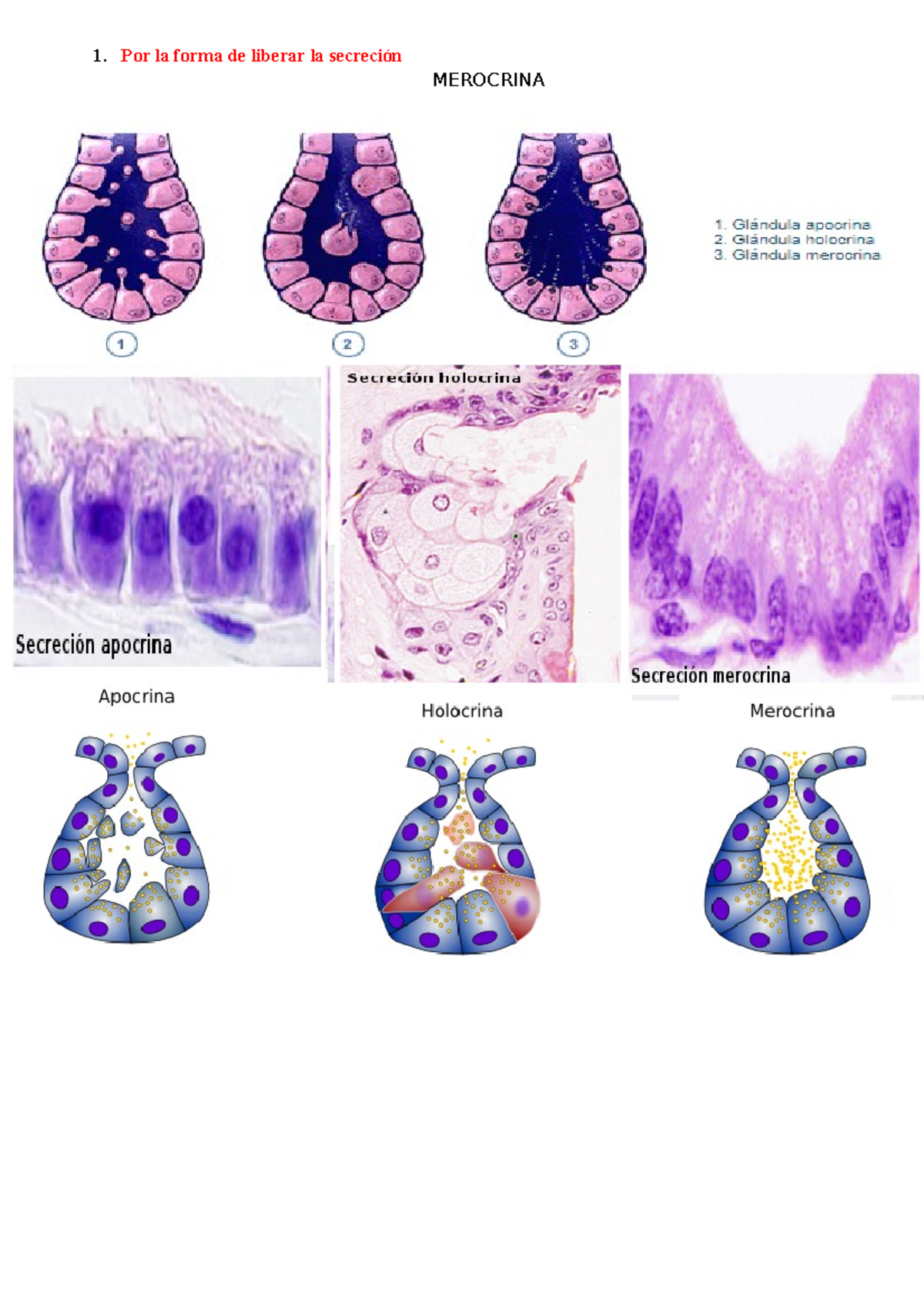 Tejido Glandular Estudios Independientes 1 Por La Forma De Liberar