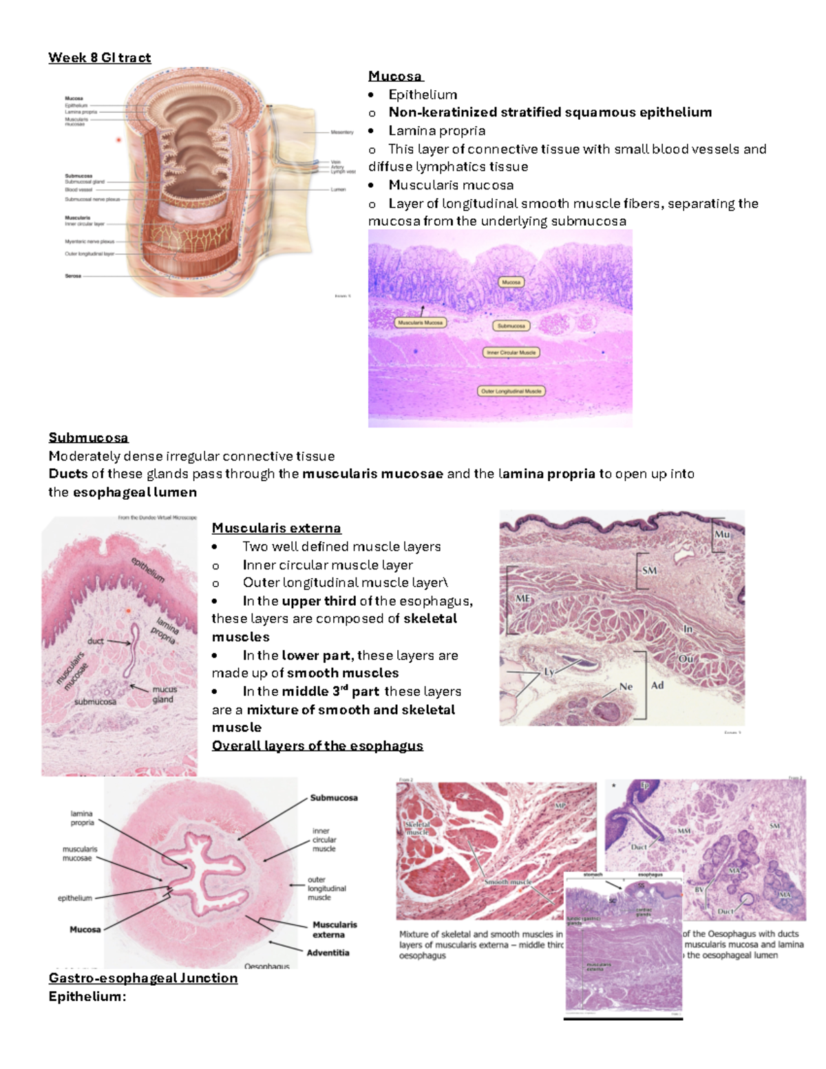 Practical test 2 histology notes - Week 8 GI tract Mucosa Epithelium o ...