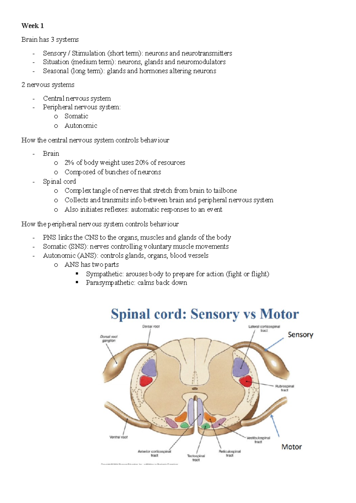 Exam Notes - PSYC1020 - Week 1 Brain has 3 systems Sensory ...