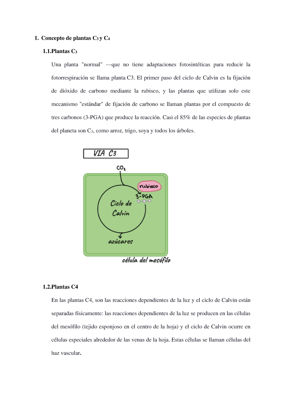 Concepto de plantas C3 y C4 - 1 C 3 Una planta 