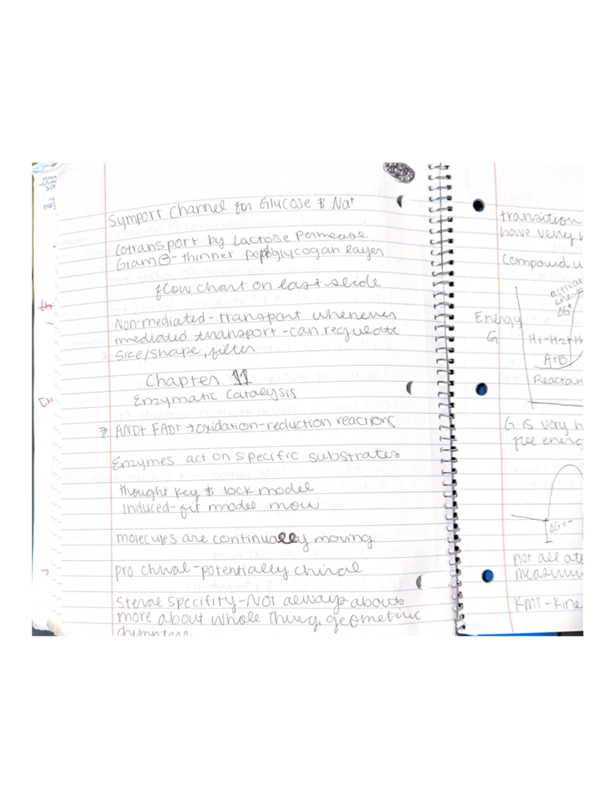 Chapter 11 Biochemistry 1 - CHEM 481 - Studocu