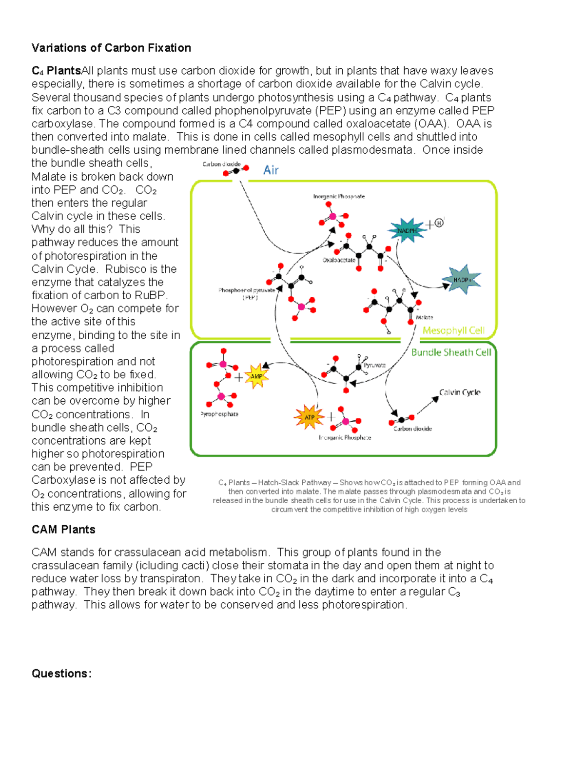 CAM and C4 worksheetdocx Updated 2023 - Variations of Carbon Fixation C ...