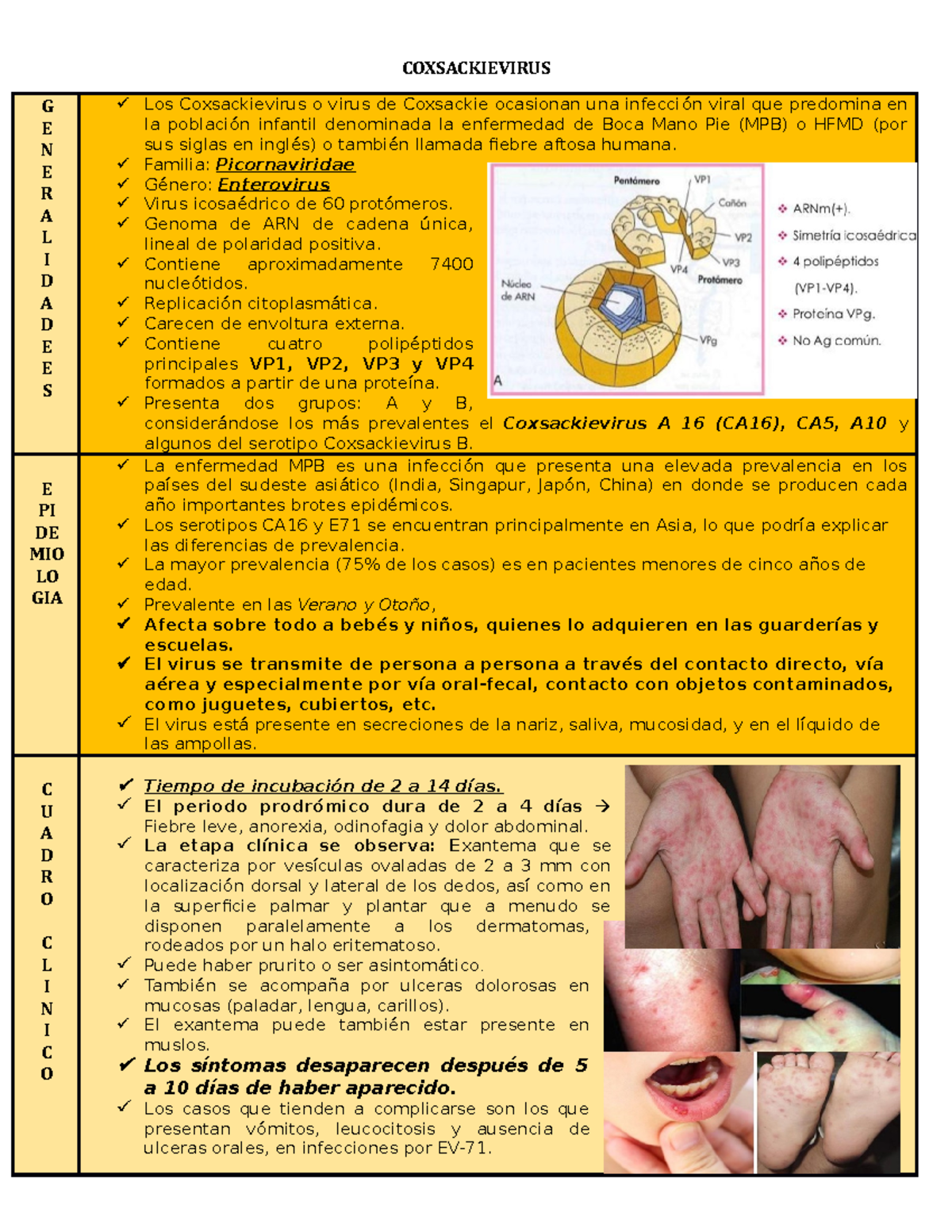 Coxsackievirus caracteristicas, epidemiologia, cuadro clinico