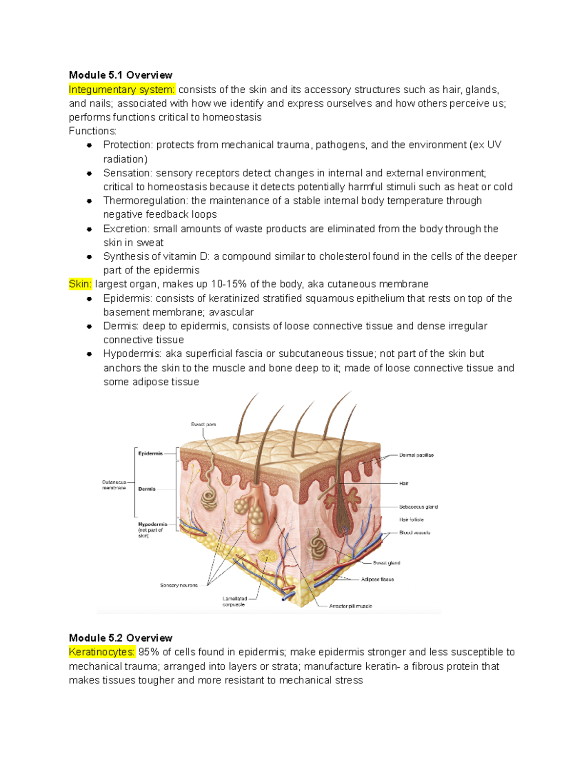 Chapter 5 The Integumentary System - Module 5 Overview Integumentary ...