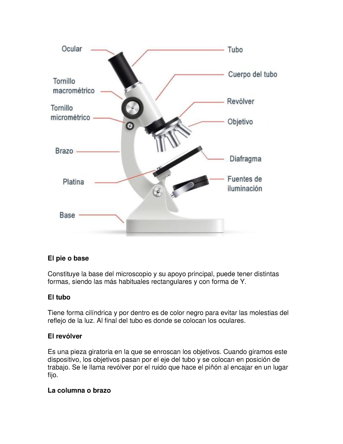 Revolucionario capacidad Cambio Partes del microscopio - El pie o base Constituye la base del microscopio y  su apoyo principal, - Studocu