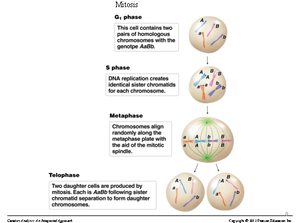Genetics 8 - Proofreading Replication of DNA must be done with high ...