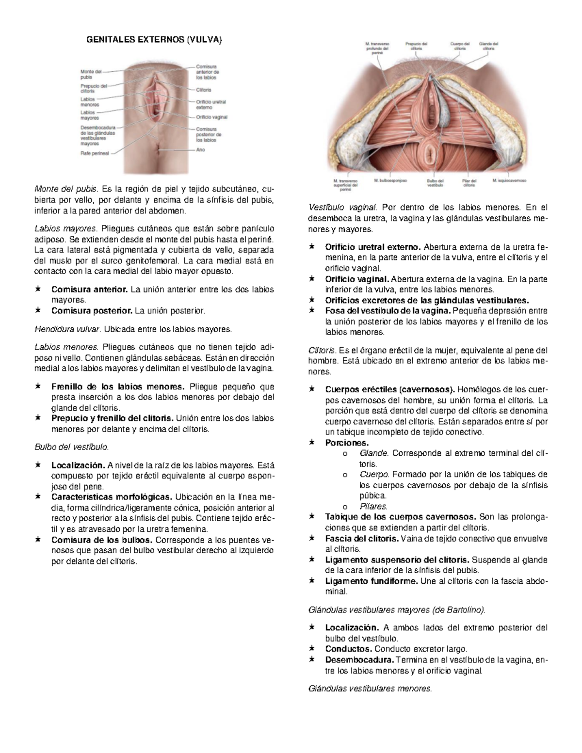 Sistema Reproductor Femenino GENITALES EXTERNOS VULVA Monte Del 