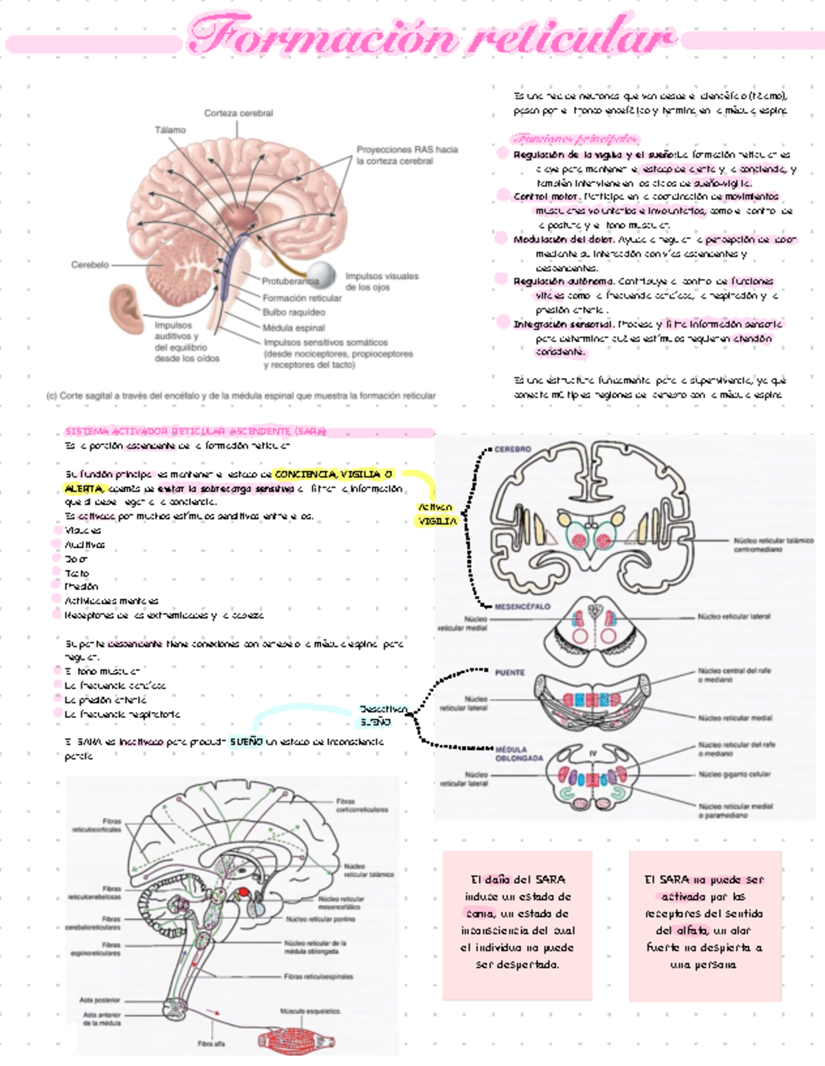 Sistema Nervioso. Formacion Reticular - Formación reticular Es una red ...