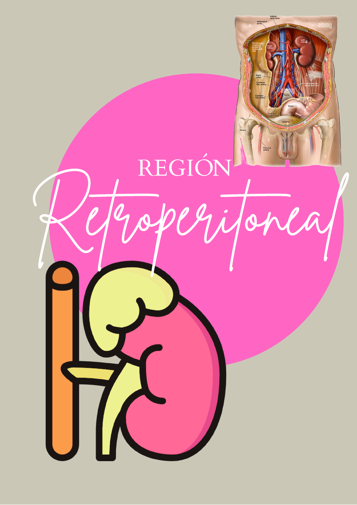 Region Retroperitoneal RegiÓn Retroperitoneal Sitema Urinario