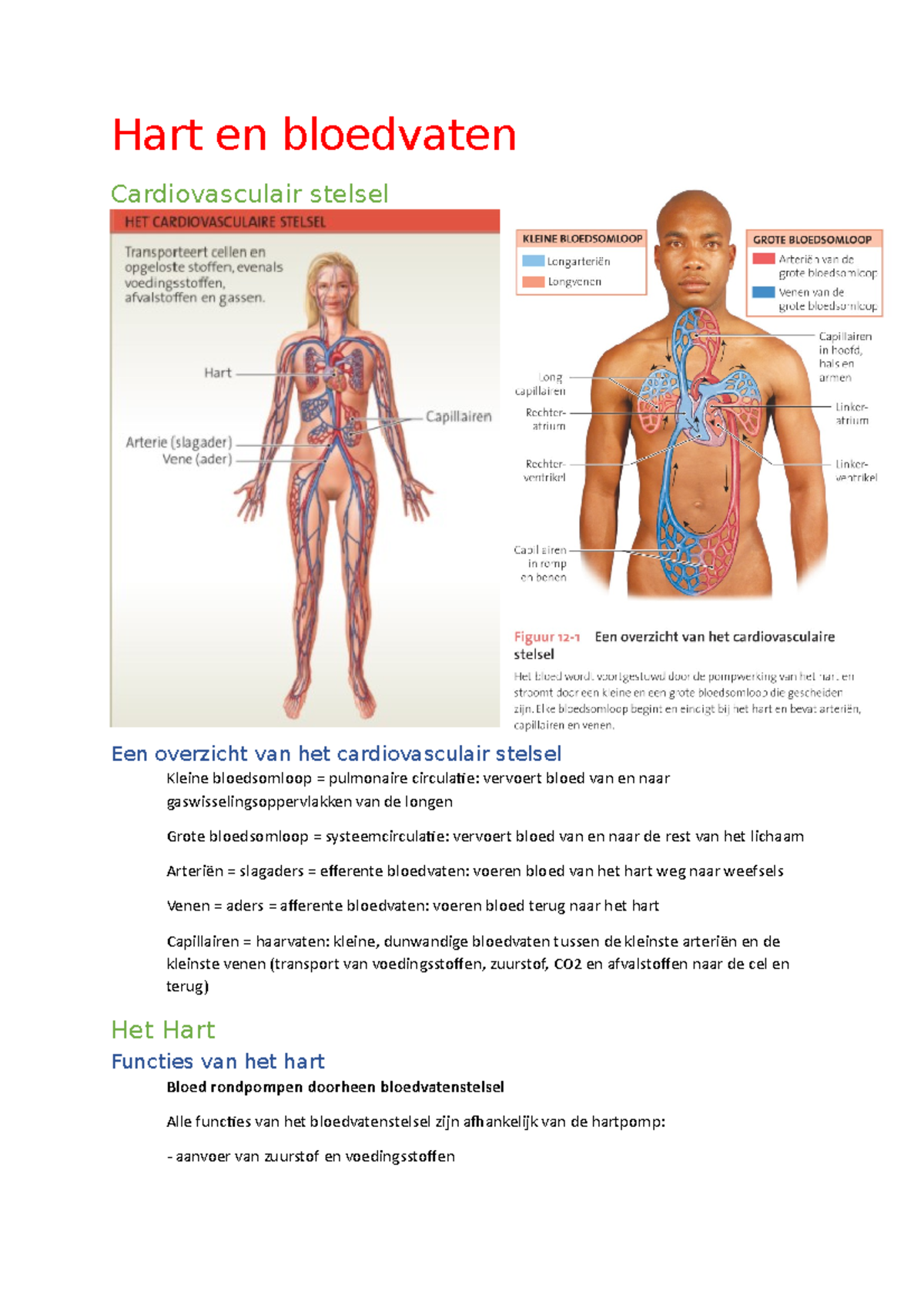 Hart En Bloed Samenvatting - Hart En Bloedvaten Cardiovasculair Stelsel ...