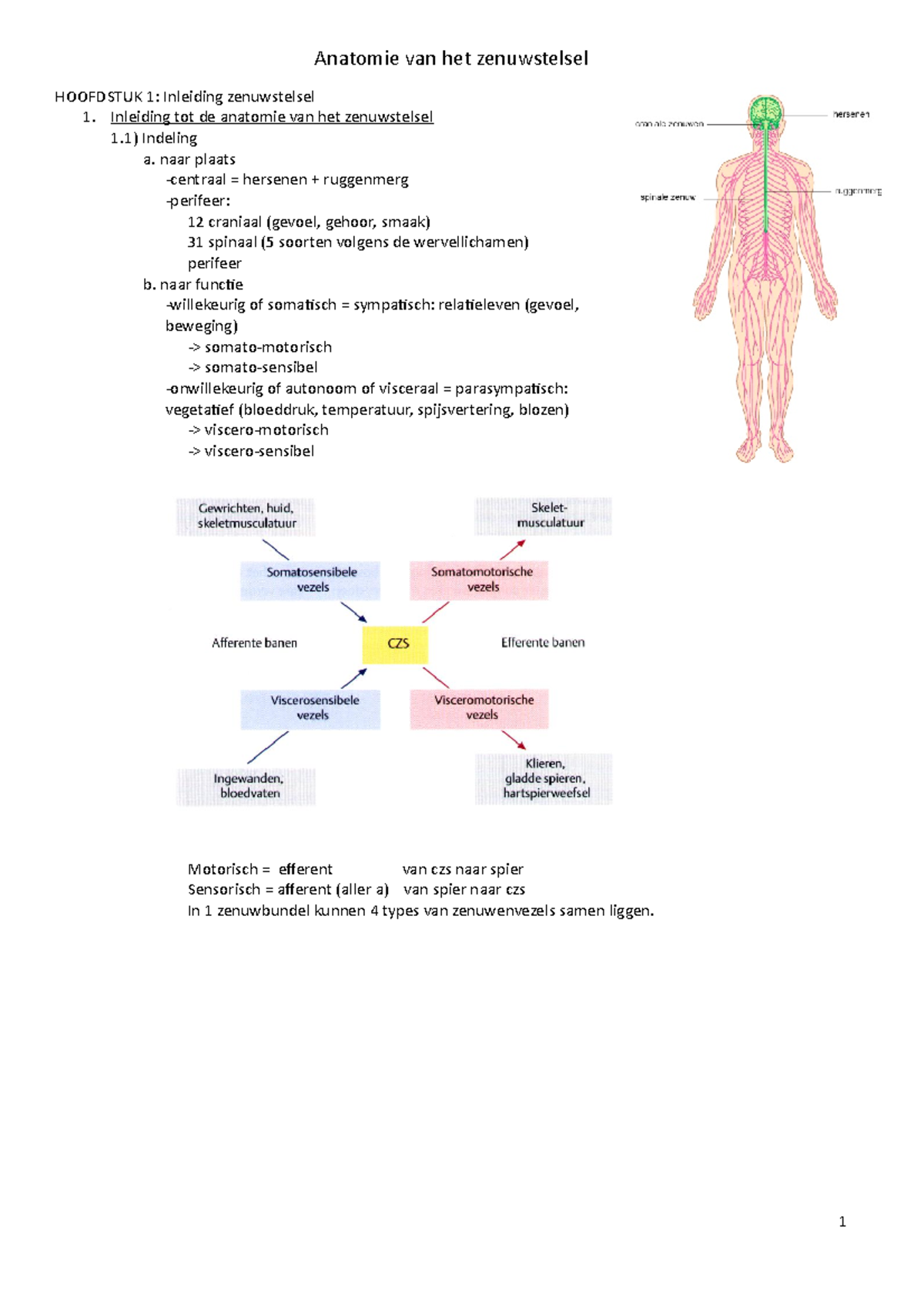 Anatomie Van Het Zenuwstelsel - Inleiding Tot De Anatomie Van Het ...