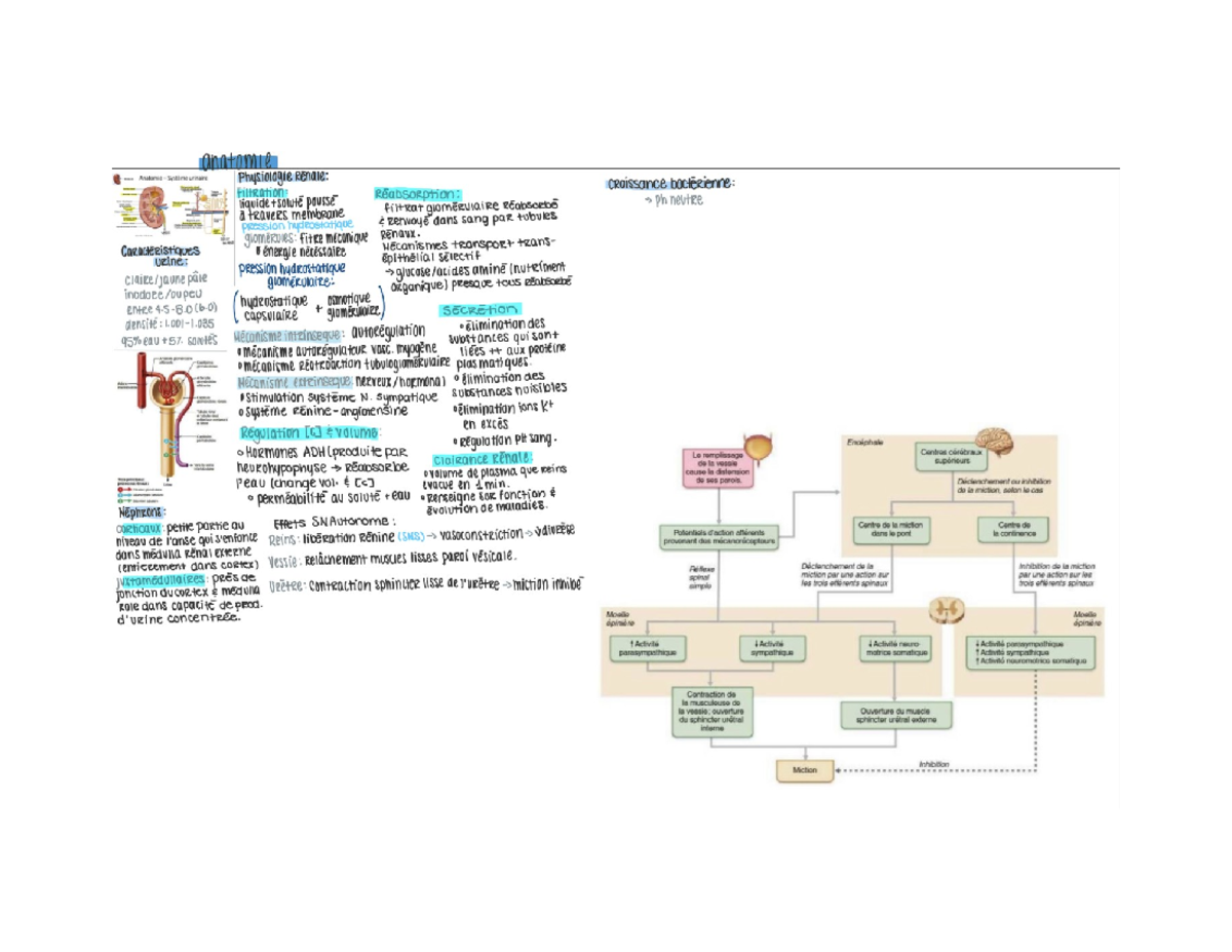 Revision app O’neil - Notes - MED2922 - Studocu