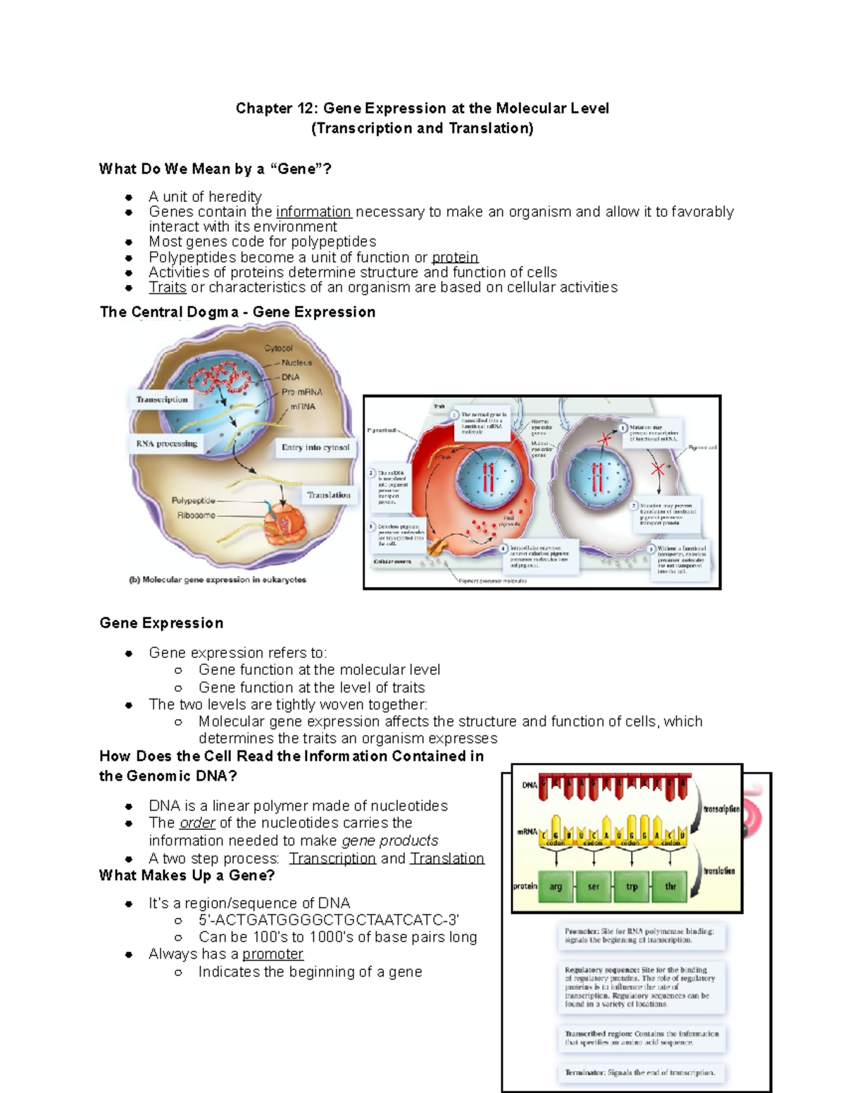 BIO 1200 Chapter 12 Notes - Chapter 12: Gene Expression at the ...