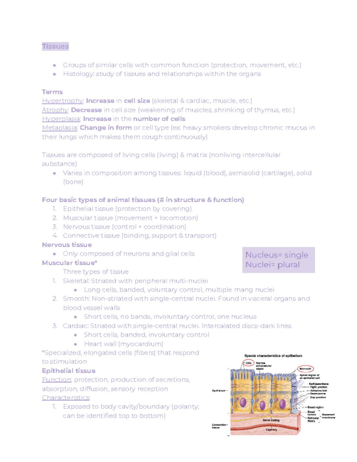 Tissue notes - Tissues Groups of similar cells with common function ...