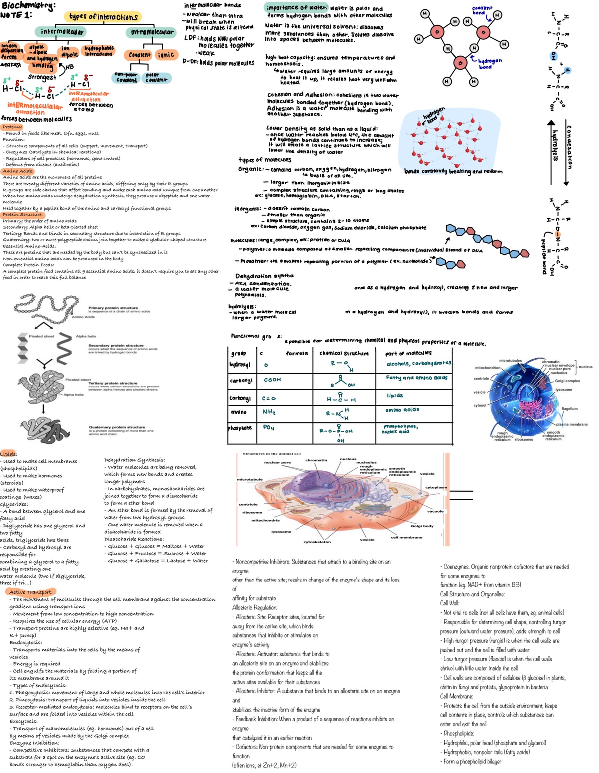 Bio cheat sheets - Functions - Studocu