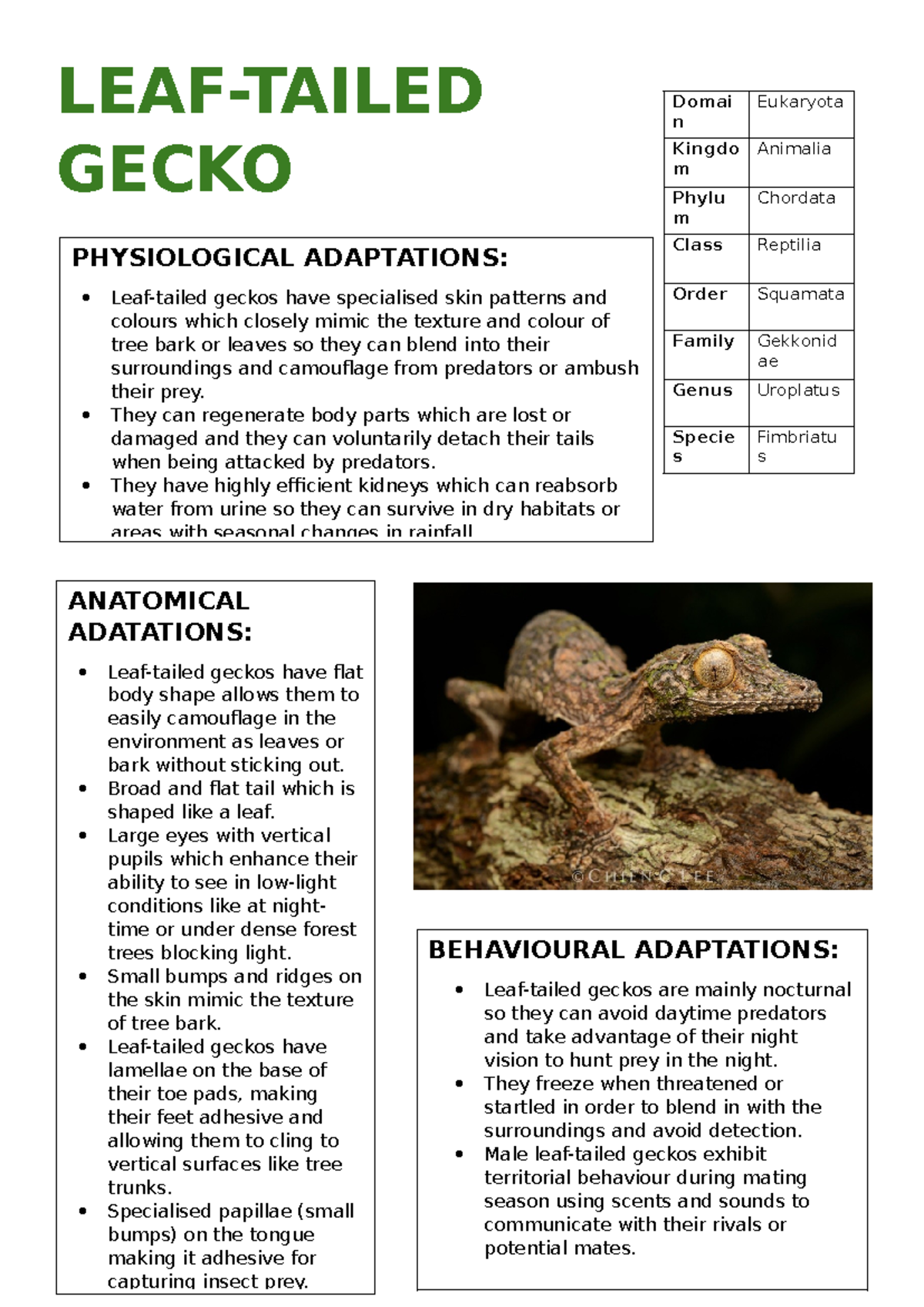 Leaf tailed geckos adaptations LEAFTAILED GECKO PHYSIOLOGICAL