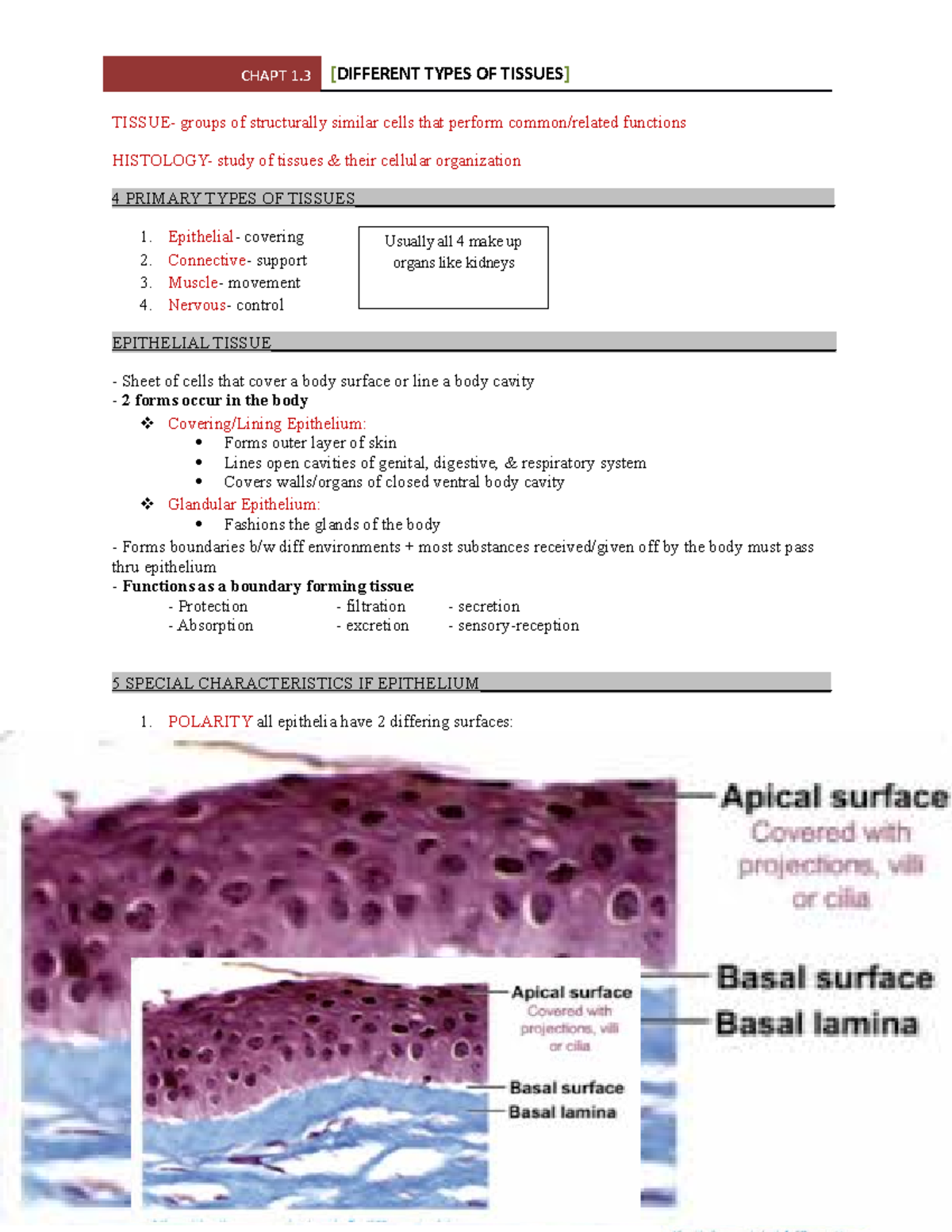 Chapt 1.3- Diff types of tissues - TISSUE- groups of structurally ...