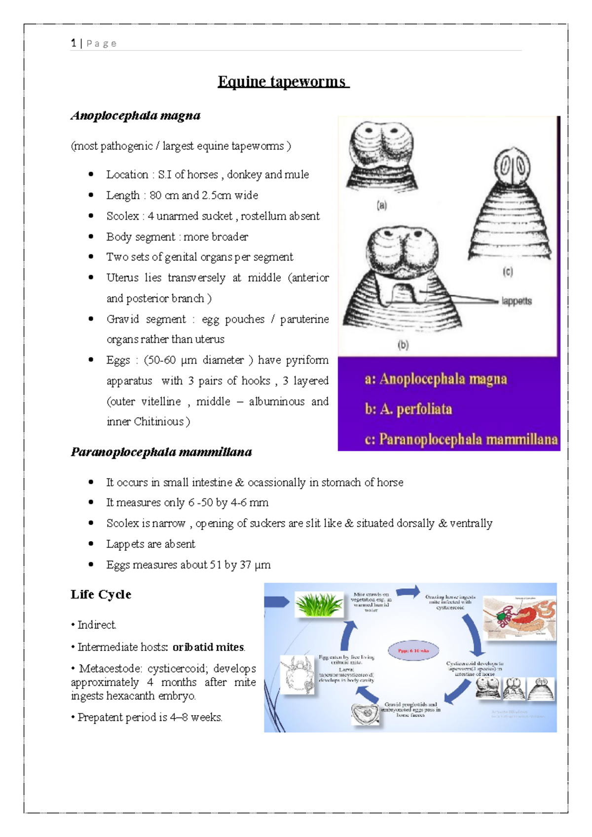 Equine tapeworms Adarsha Koirala Roll no 4 1 P a g e Equine