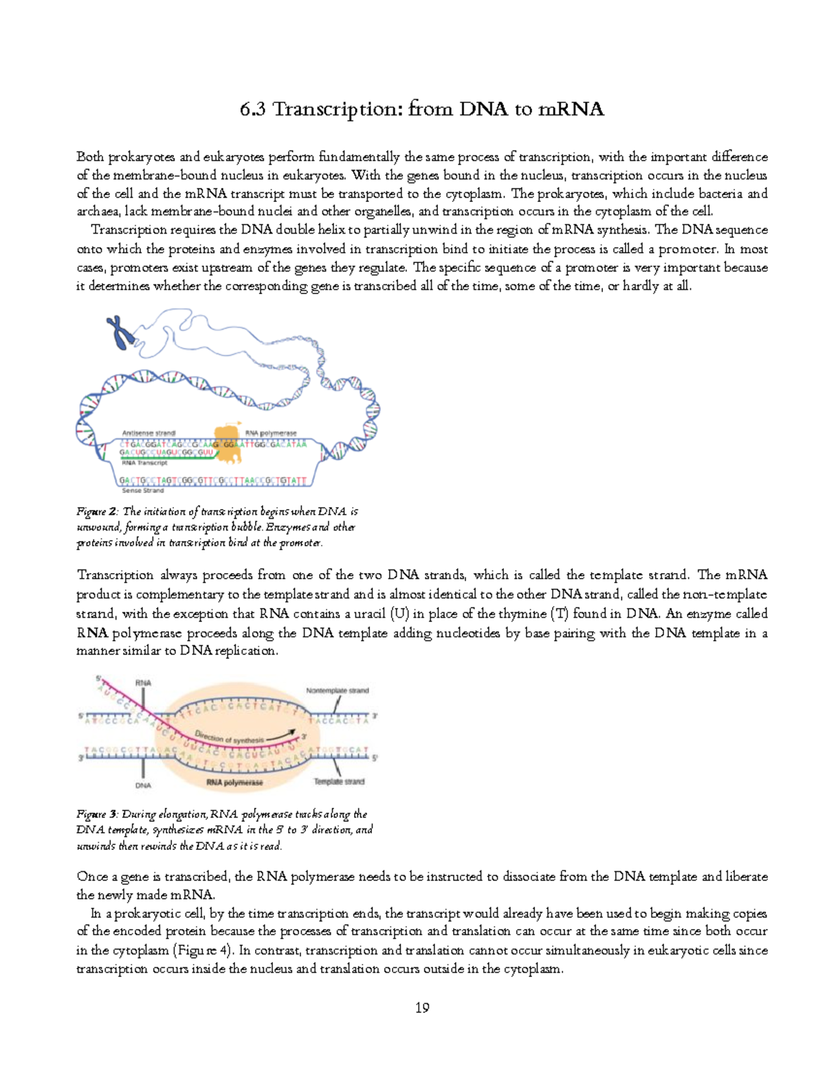 General Biology Ii 3 - 6 Transcription: From DNA To MRNA Both ...