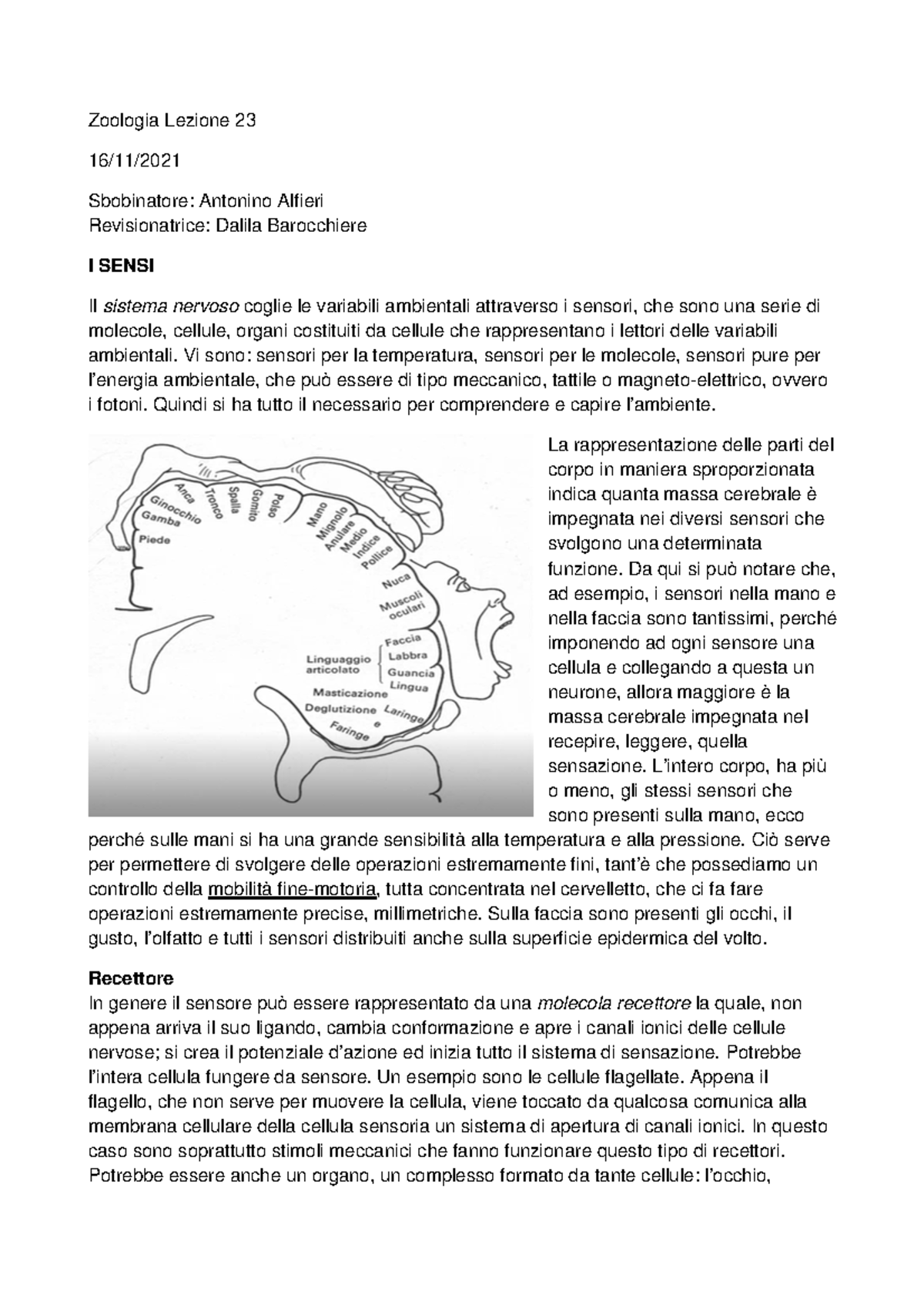 I Sensi - Riassunti Da Sbobine E Slide Zoologia - Zoologia Lezione 23 ...