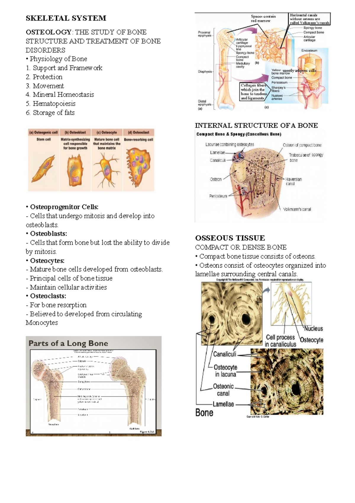 Skeletal System - SKELETAL SYSTEM OSTEOLOGY: THE STUDY OF BONE ...