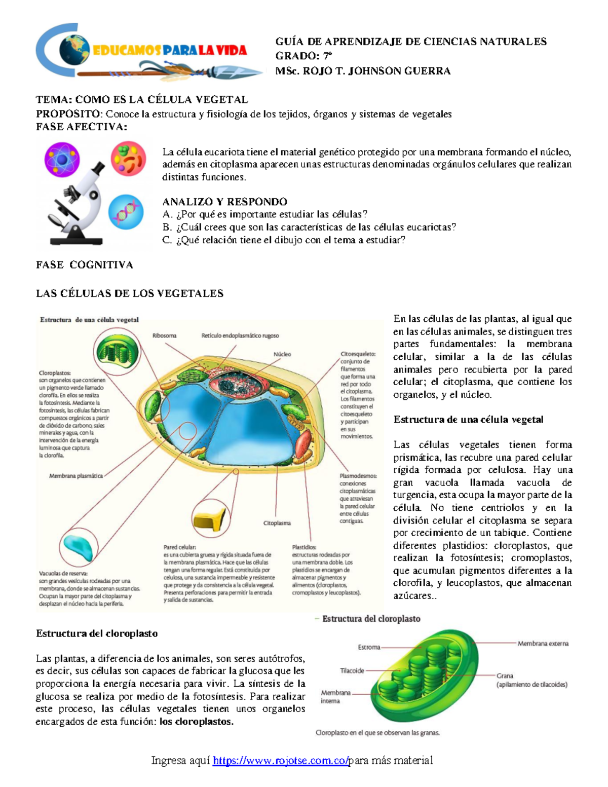 GT 2020 CN G7 COMO ES LA C LULA Vegetal - GUÍA DE APRENDIZAJE DE ...