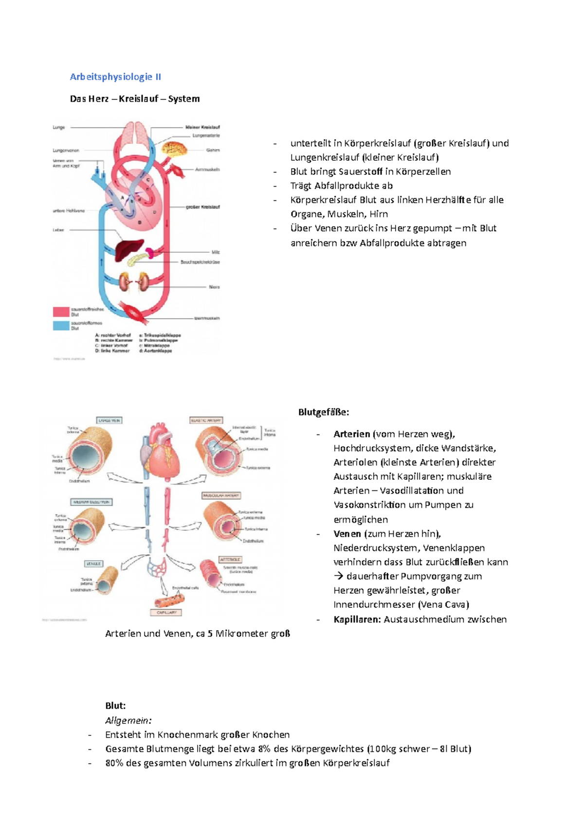 Herz Kreislauf System - Prof. Dr. Löffler - Arbeitsphysiologie II Das ...