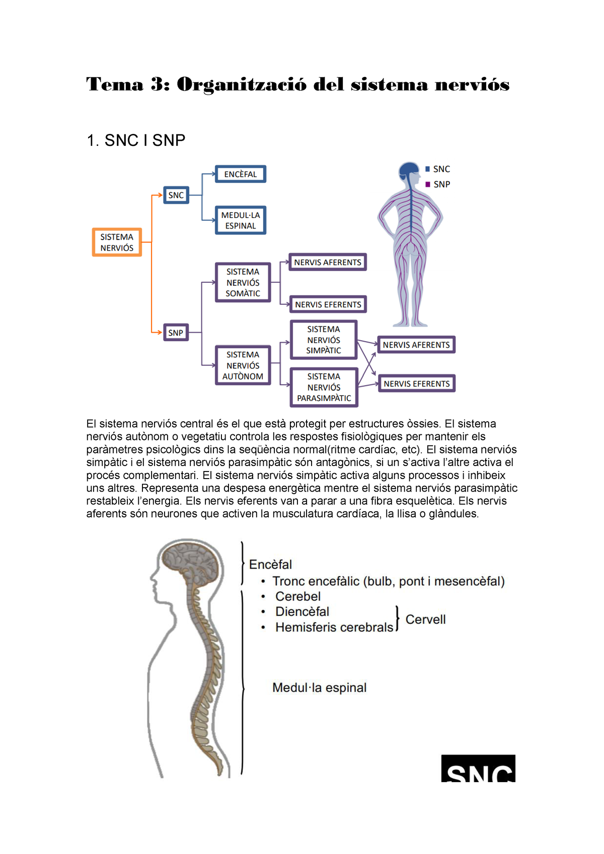 Tema 3 Psicobiologia Resum - Tema 3: Organització Del Sistema Nerviós 1 ...