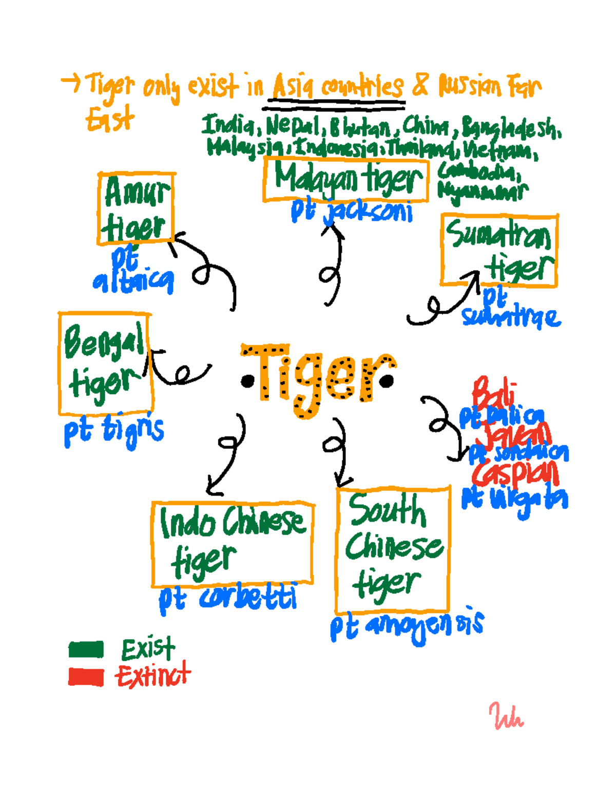 Mind Map on Tiger - Tigeronly existinAsiacounties RussianFar East India ...