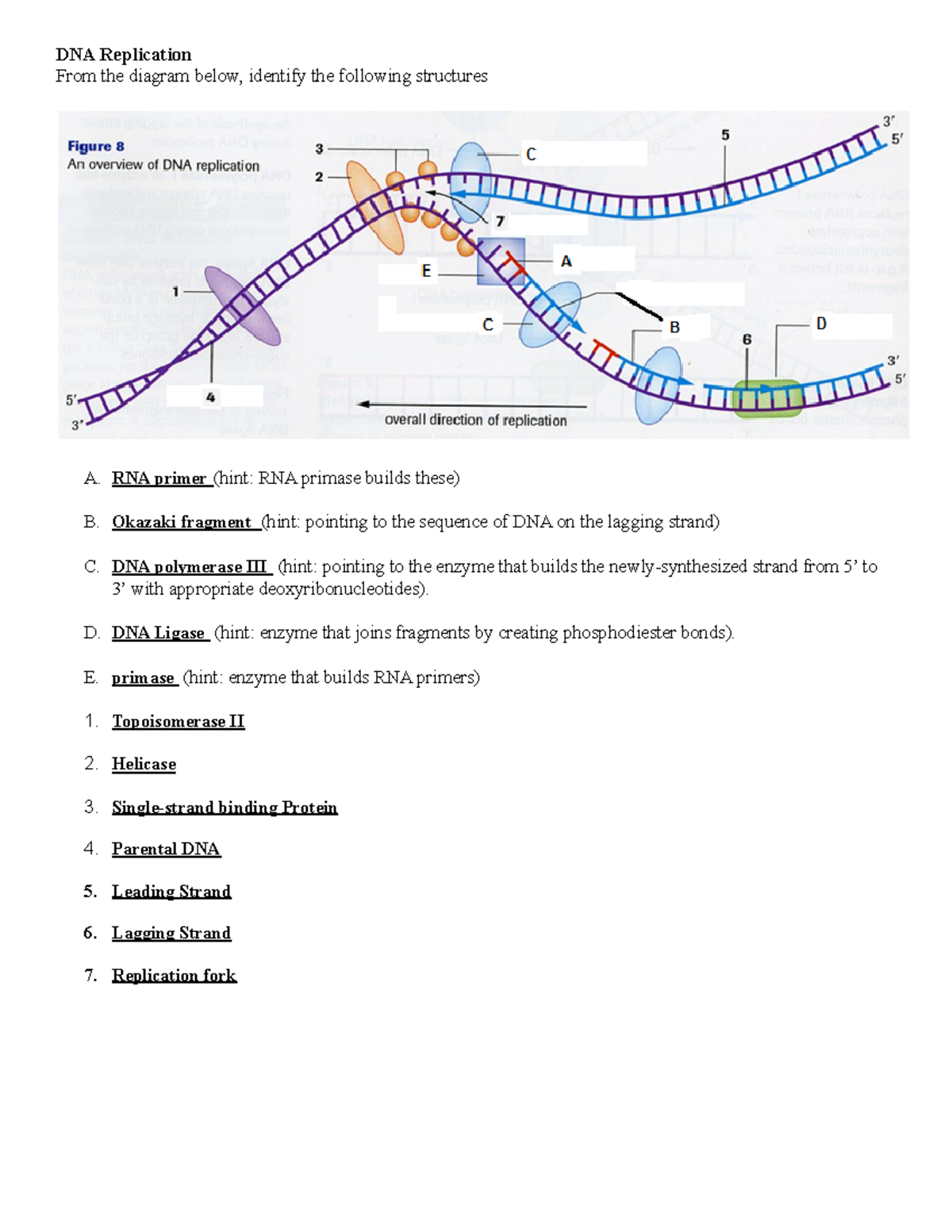 DNA Structure and Replication Review - DNA Replication From the diagram ...