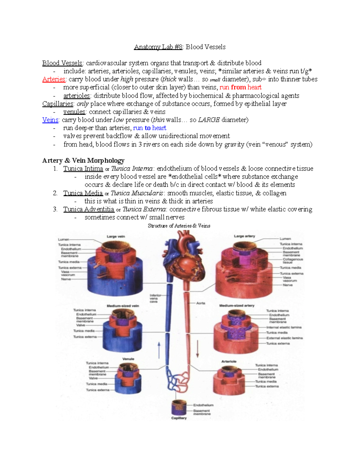 PHSC2302 Anatomy Lab #8 - Anatomy Lab #8: Blood Vessels Blood Vessels ...