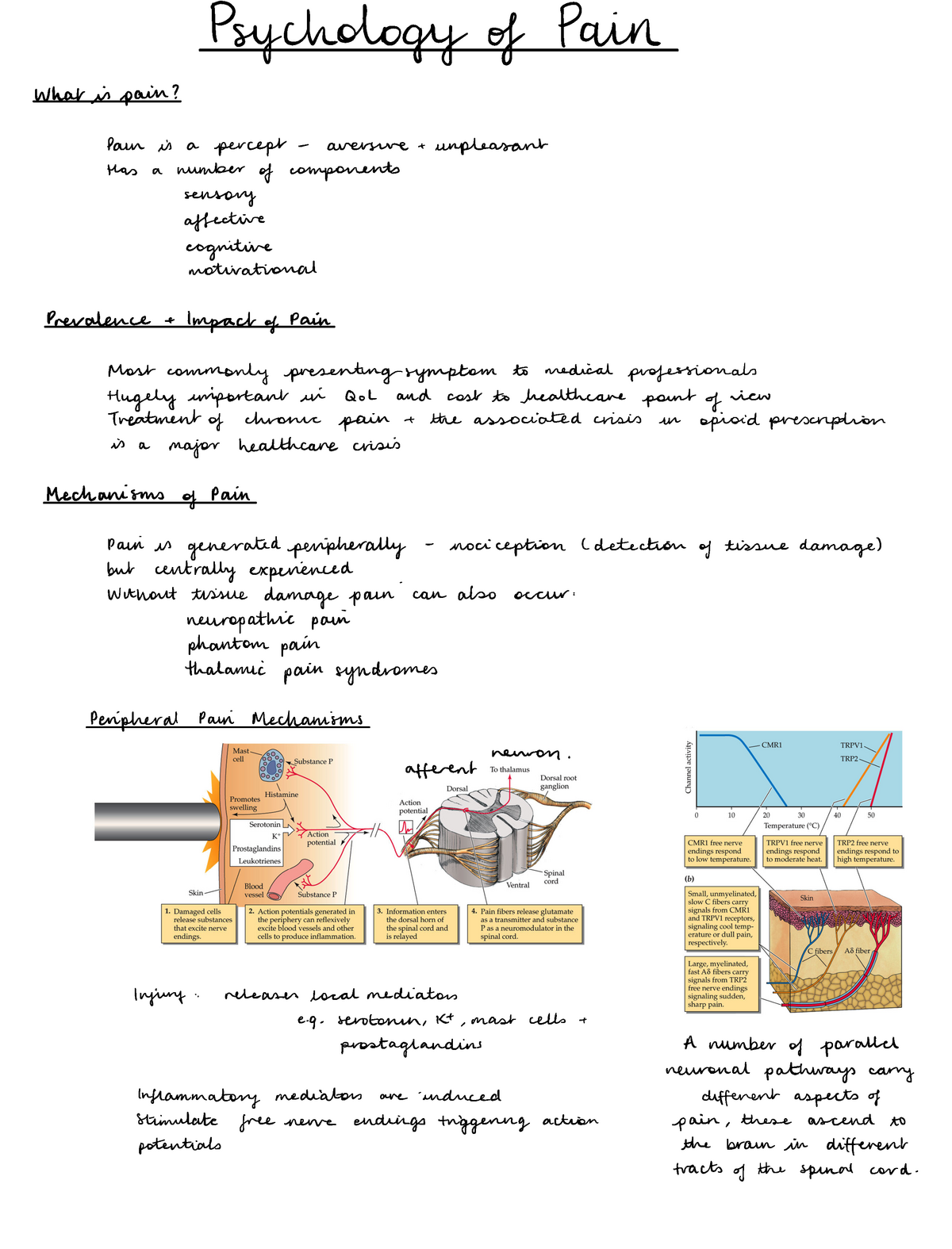 the-effects-of-a-pain-psychology-and-neuroscience-self-evalu-the