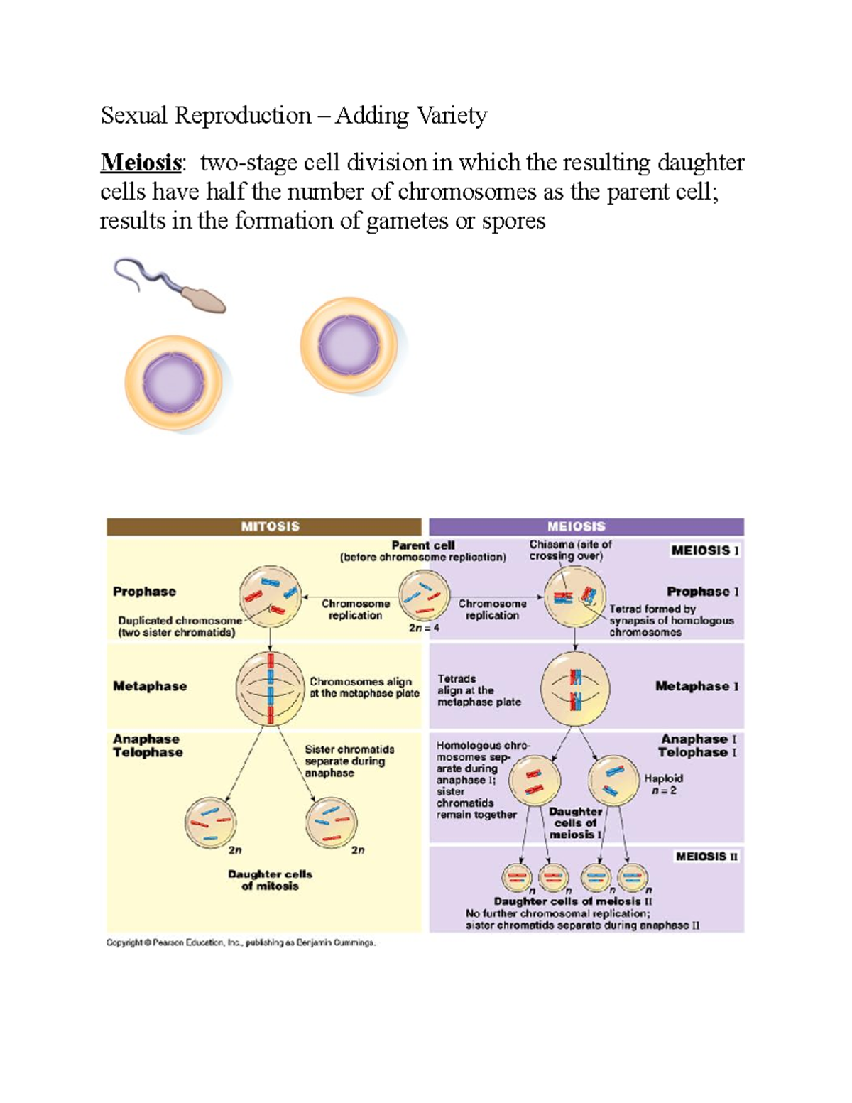 4.3 Sexual Reproduction - It Is During Meiosis I That Most Of The ...