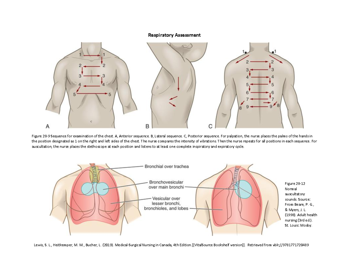 Week 6 Respiratory Assessment sequence auscultate - Lewis, S. L ...