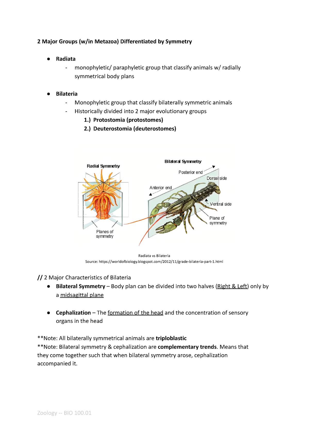 Protostomes: Superphylum Lophotrochozoa - 2 Major Groups (w/in Metazoa ...