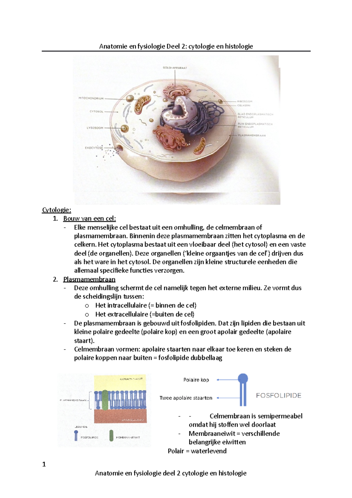 Anatomie En Fysiologie Deel 2 - Bouw Van Een Cel: - Elke Menselijke Cel ...