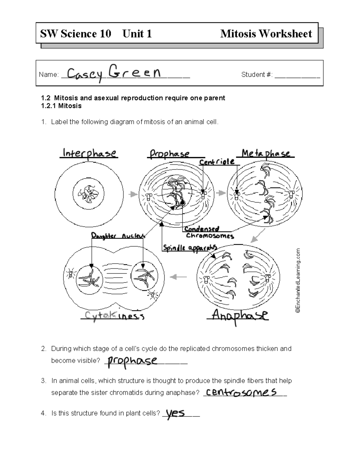 Mitosis Worksheet - SW Science 10 Unit 1 Mitosis Worksheet Name