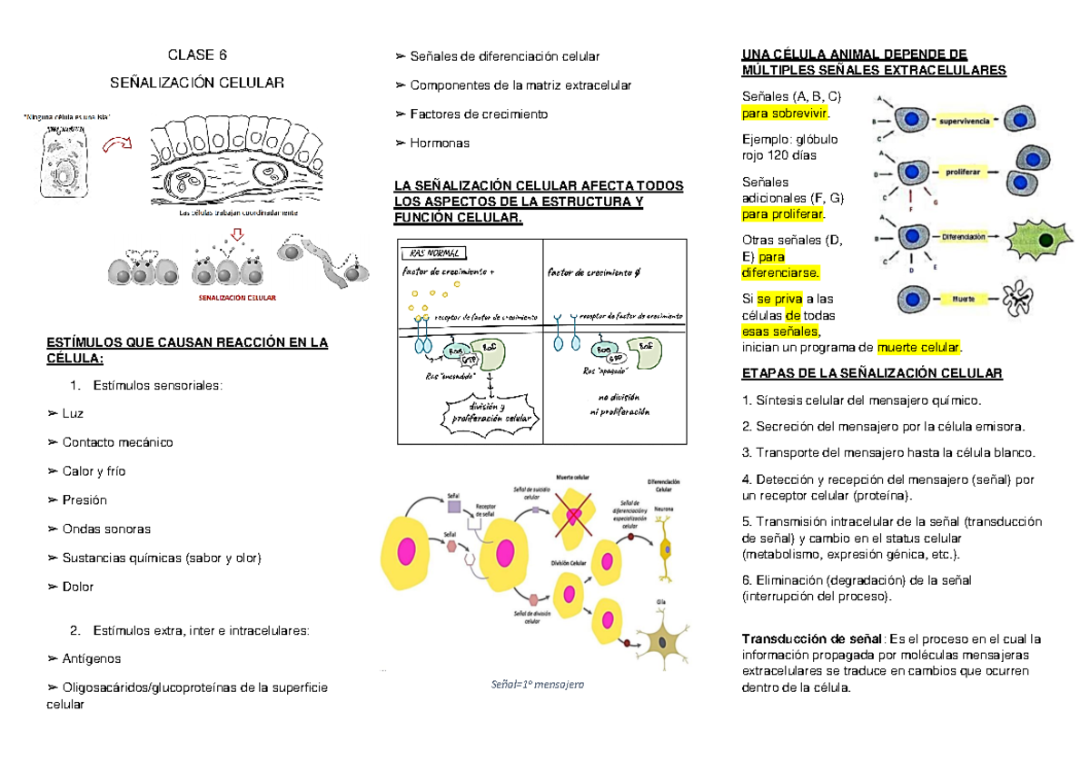 Clase 6 Biologia - Resumen Del Sexto Tema De Biología Celular Y ...