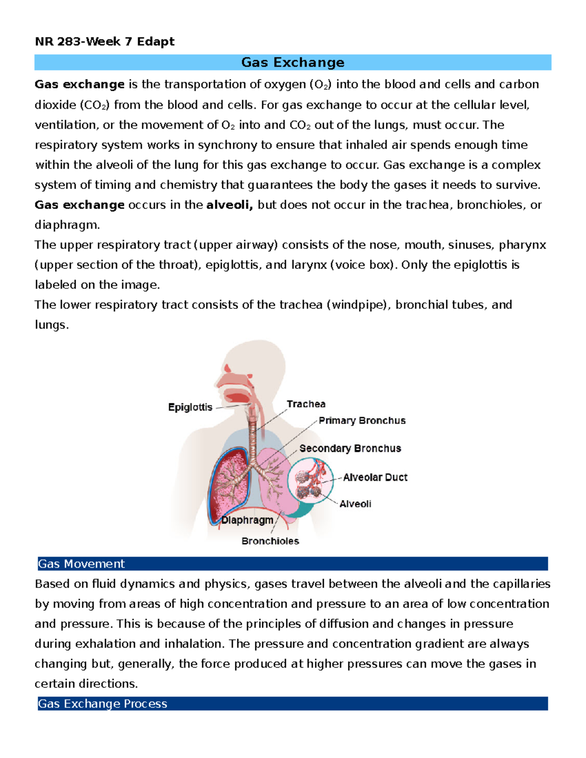 NR 283-Pathology Week 7- Edapt Review- Gas Exchange - NR 283-Week 7 ...