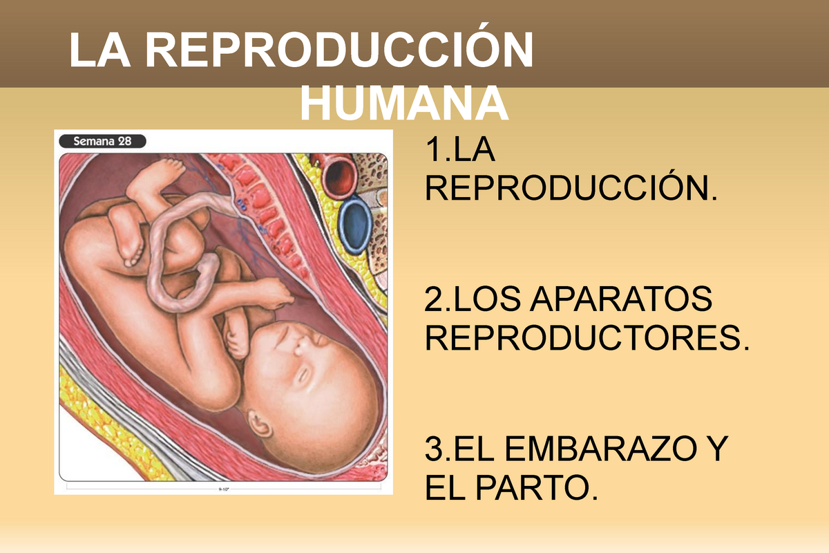 Reproducción Humana Pdf La ReproducciÓn Humana 1 ReproducciÓn 2 Aparatos Reproductores 3 2536