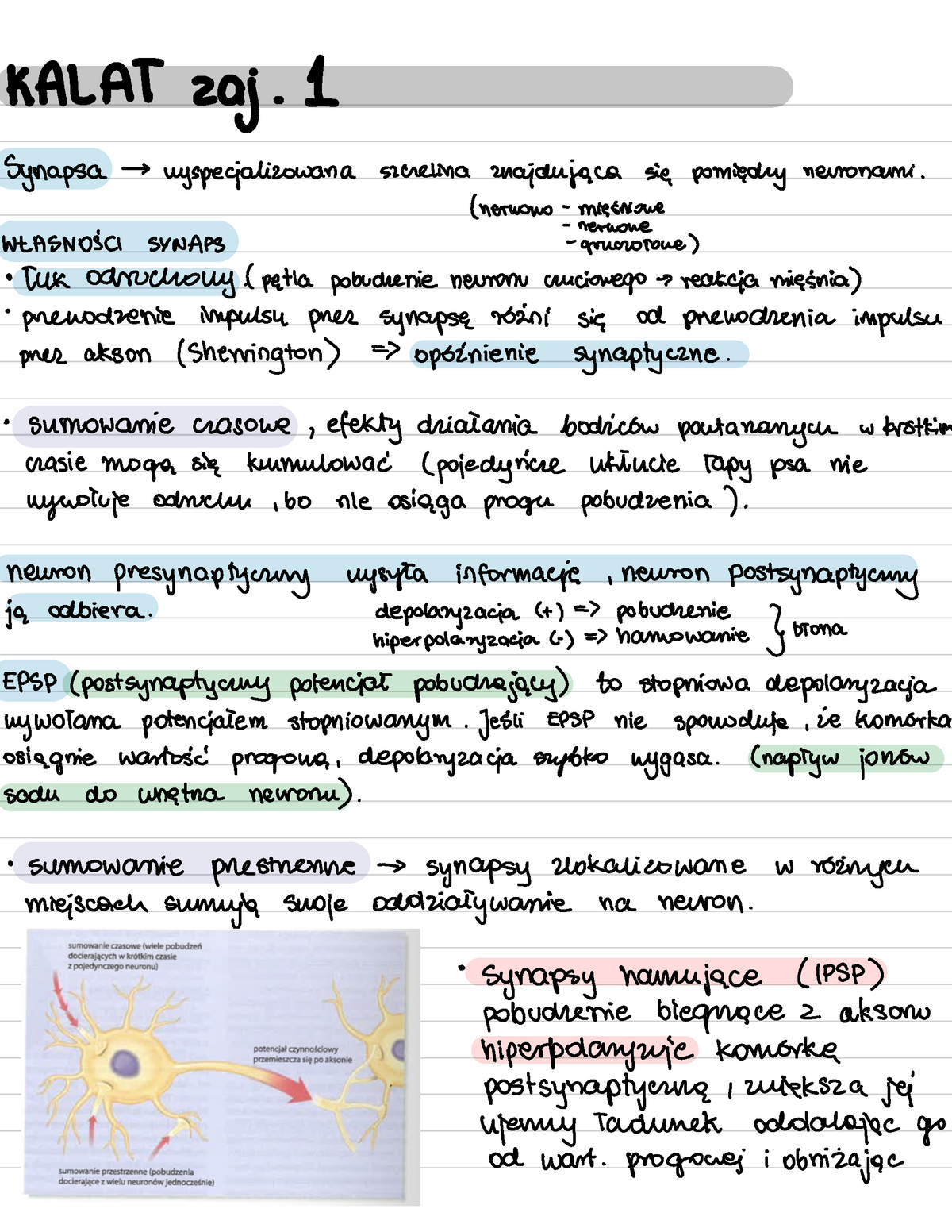 Notatki Biologia - Bioliga - KALAT Zaj . 1 Synapsa > Uyspecializowana ...