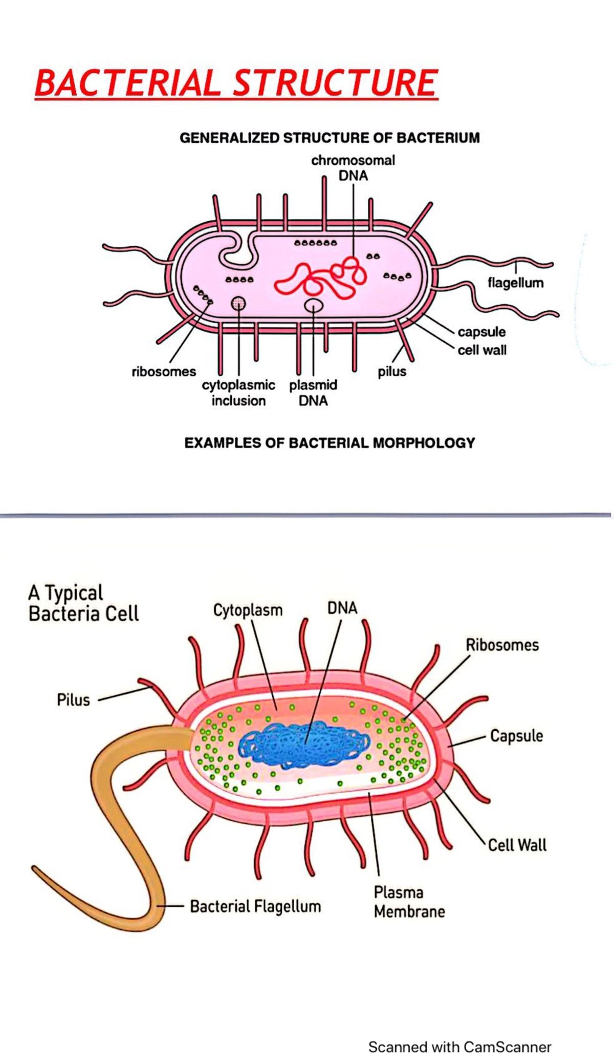 Bacterial Structure - Medical Microbiology And Immunology - Studocu