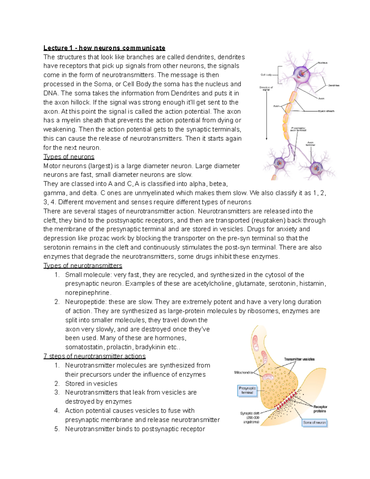 BMSC335 Test 3 cheat sheet - Lecture 1 - how neurons communicate The ...