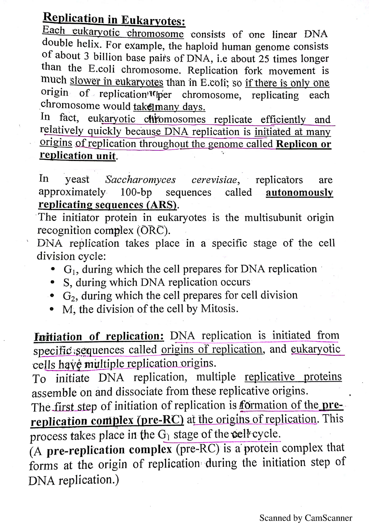 dna replication in eukaryotes essay