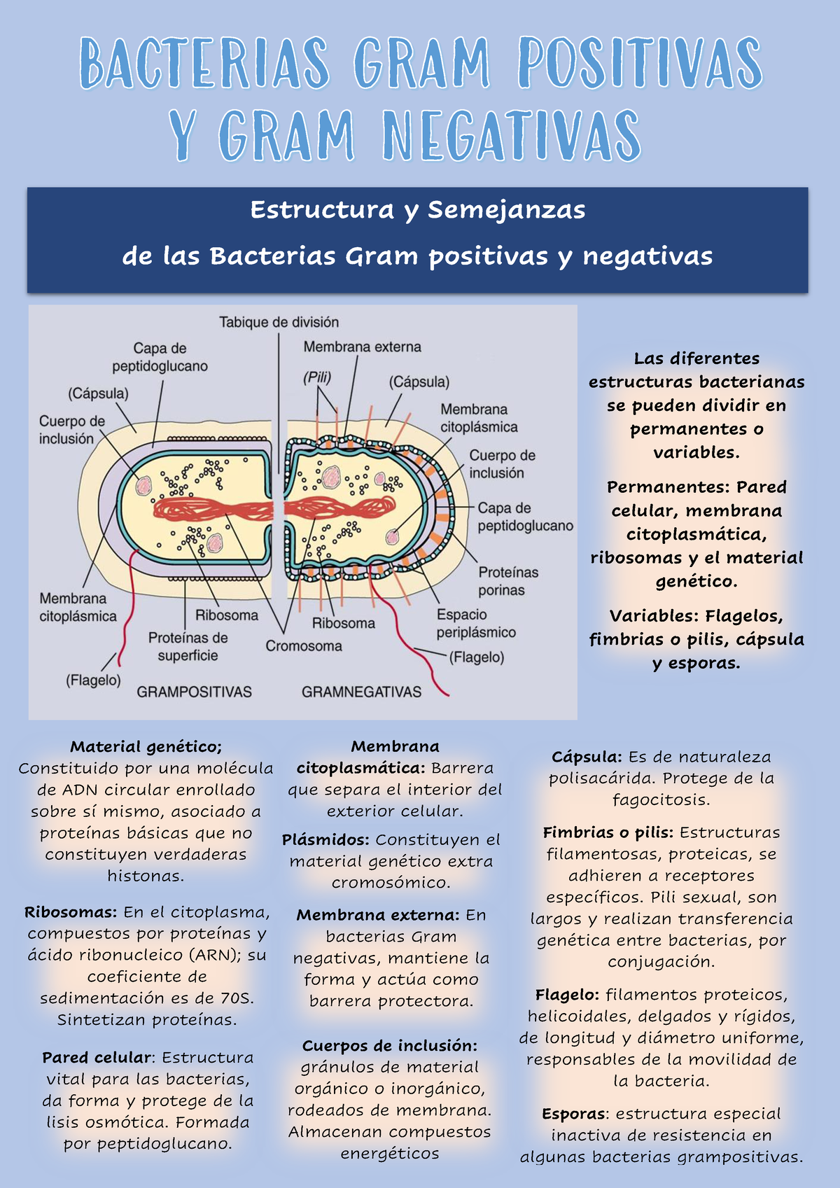 bacterias gram negativas y gram positivas