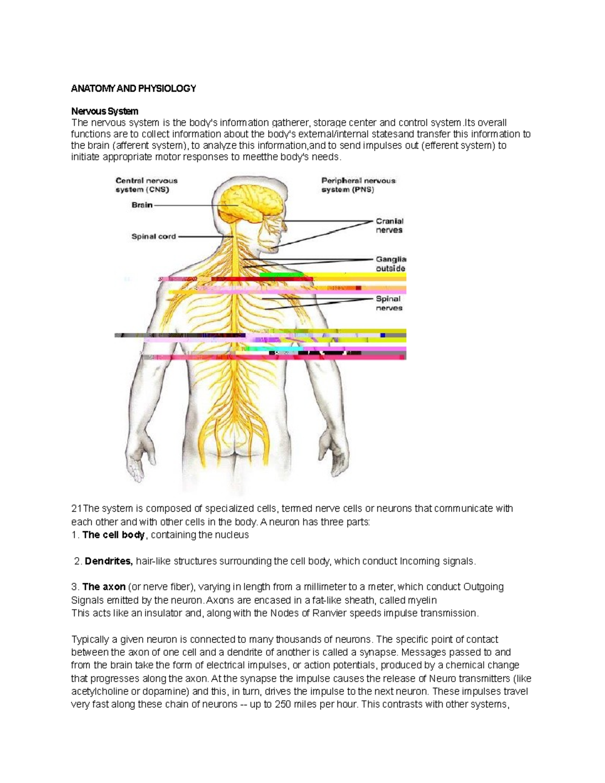 Anatomy And Physiology Nervous System Quizlet - 1zpa1gz