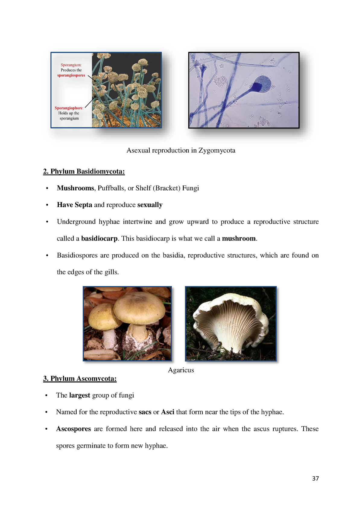 General Microbiology-13 - 37 Asexual reproduction in Zygomycota Phylum ...