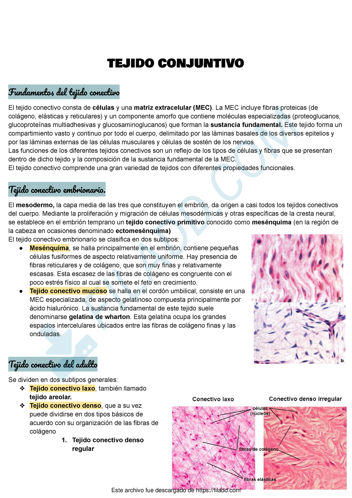 Tejido Conjuntivo Histo Tejido Conjuntivo Fundament De Tejid Conectiv El Tejido